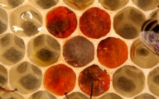 Pollenvorrat (rot und beige) eines Bienenvolkes, eingelagerter in der Wabe
